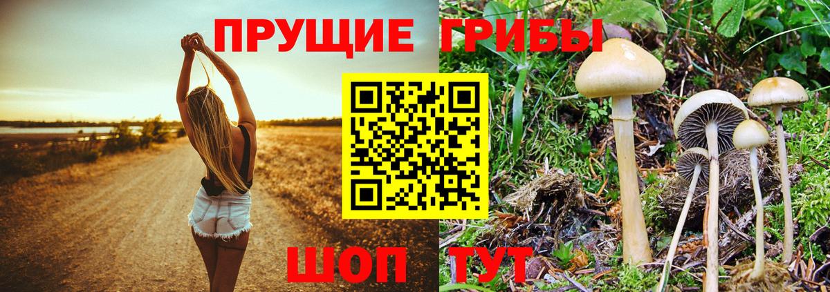 Санкт-Петербург  Псилоцибиновые грибы мицелий  Вход с VPN 