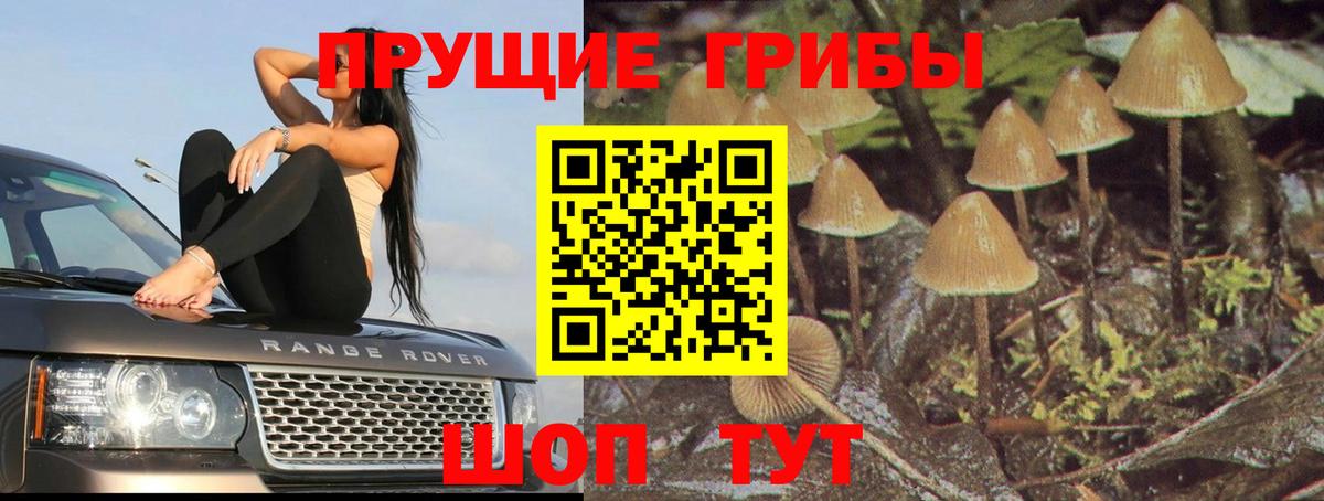 Галлюциногенные грибы Cubensis Санкт-Петербург